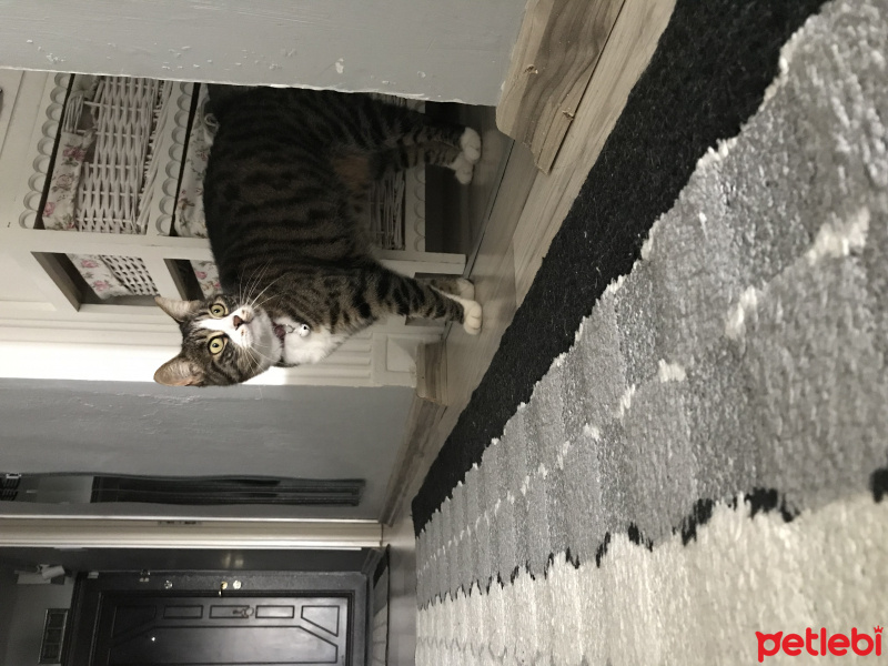 Tekir Kedi, Kedi  Çilek fotoğrafı