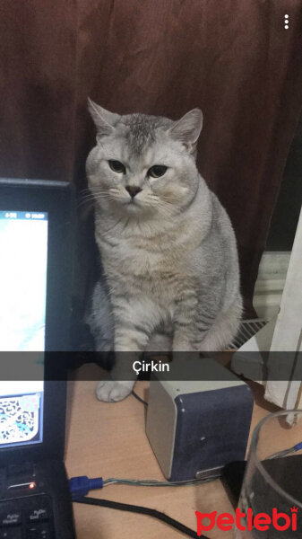 British Shorthair, Kedi  Ares fotoğrafı