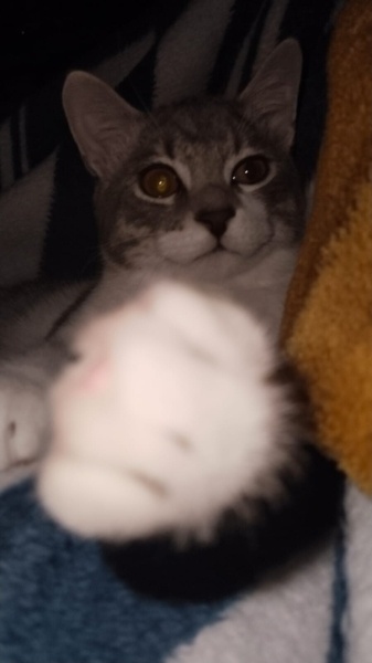British Shorthair, Kedi  Mia fotoğrafı