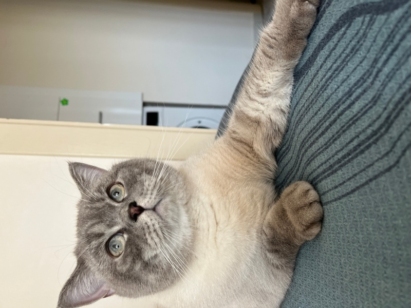 British Shorthair, Kedi  paşa fotoğrafı