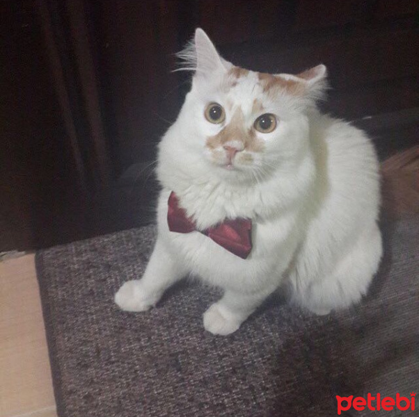 Tekir Kedi, Kedi  Felix fotoğrafı