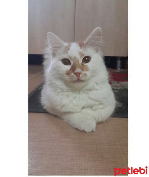 Tekir Kedi, Kedi  Felix fotoğrafı