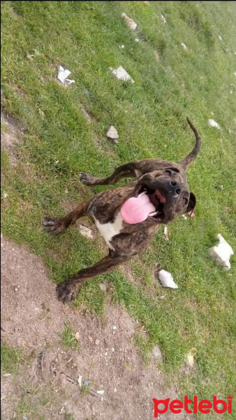 Amerikan Pitbull Terrier, Köpek  Kabus fotoğrafı