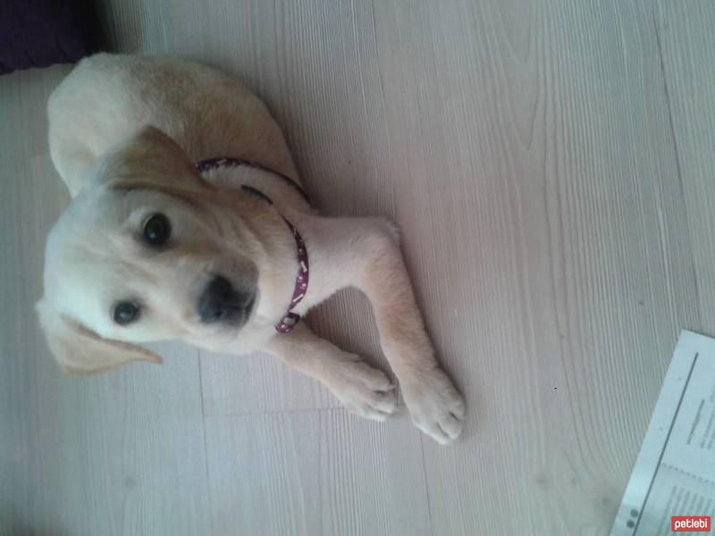 Labrador Retriever, Köpek  browni fotoğrafı