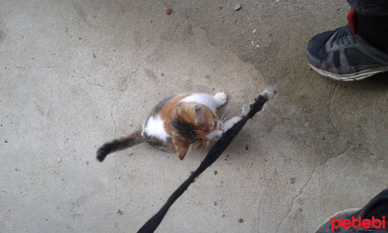 Tekir Kedi, Kedi  Suslu fotoğrafı