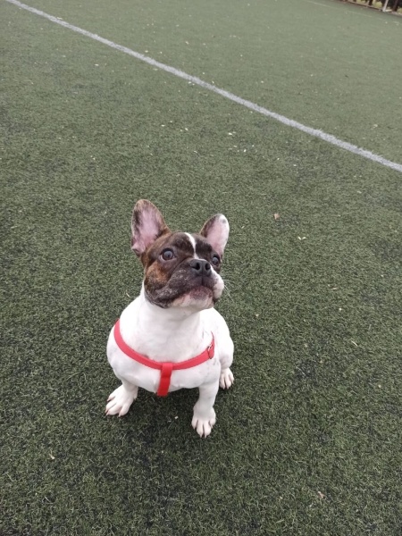 Fransız Bulldog, Köpek  Lora fotoğrafı