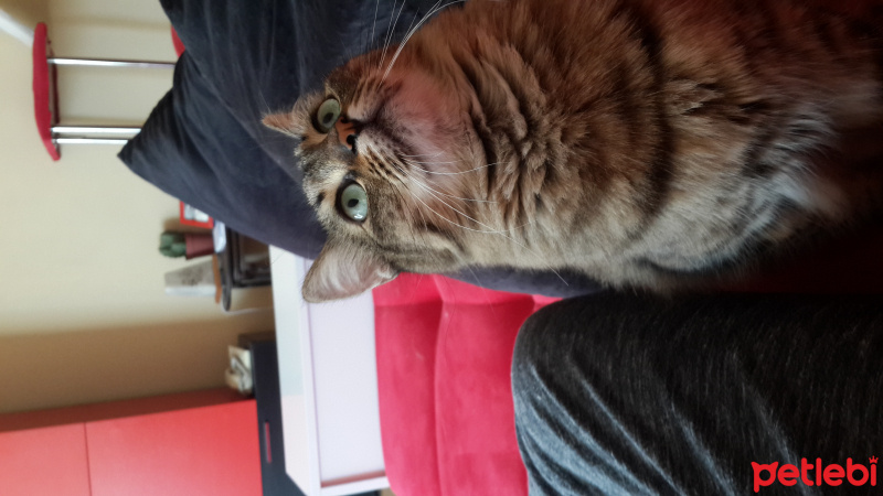 Tekir Kedi, Kedi  bihter fotoğrafı