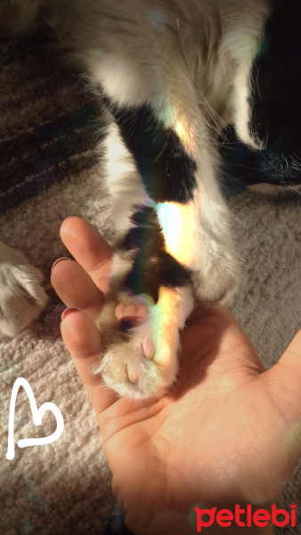 Norwegian Forest, Kedi  Daya fotoğrafı