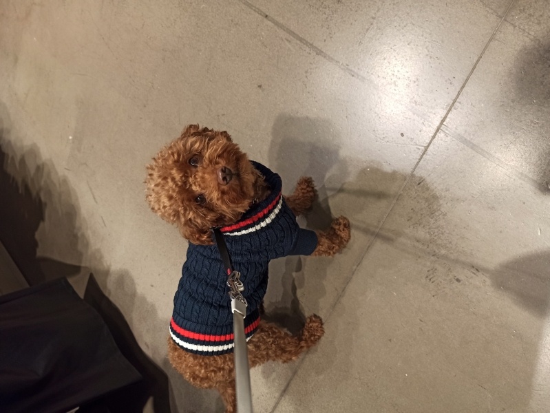 Poodle (Minyatür Kaniş), Köpek  Tarçın fotoğrafı