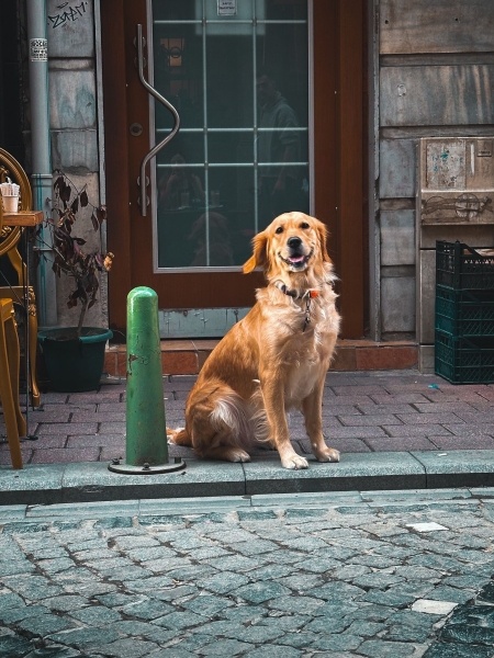 Golden Retriever, Köpek  Aria fotoğrafı