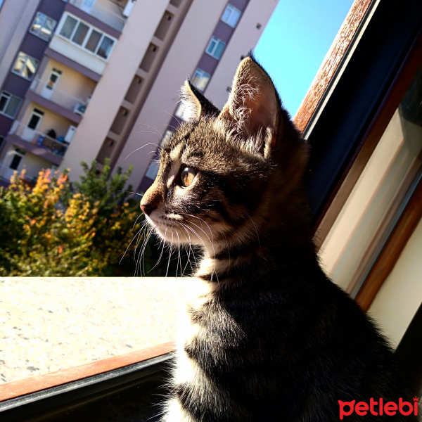Tekir Kedi, Kedi  Boncuk fotoğrafı