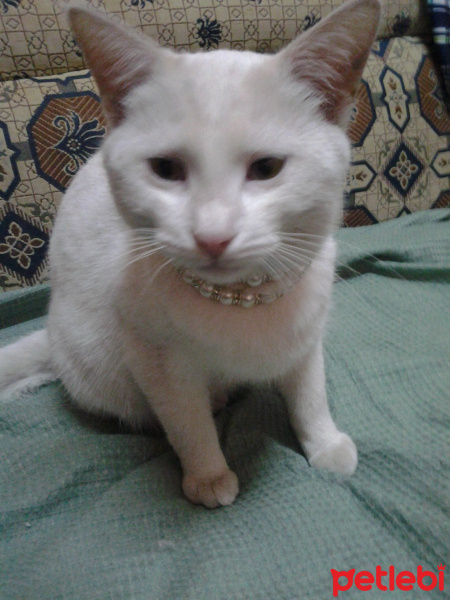 Ankara Kedisi, Kedi  İnci fotoğrafı