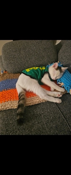 Tekir Kedi, Kedi  Mia fotoğrafı