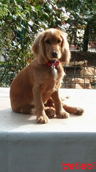 Amerikan Cocker Spaniel, Köpek  şila fotoğrafı