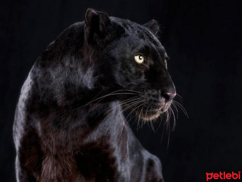 Korat, Kedi  Totoş fotoğrafı