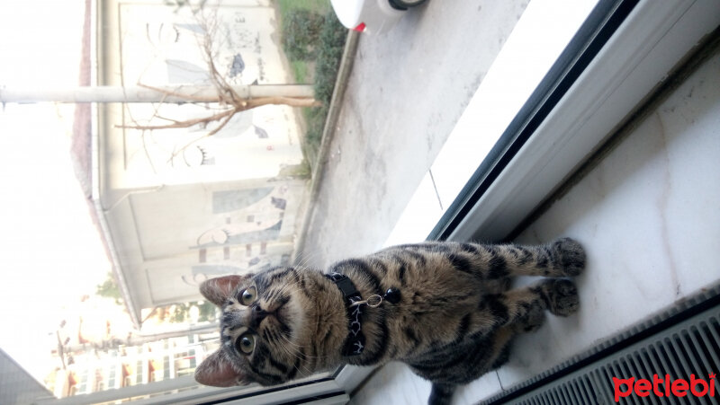 Tekir Kedi, Kedi  Turşu fotoğrafı