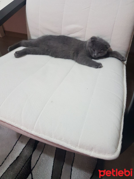 Scottish Fold, Kedi  Misket  fotoğrafı