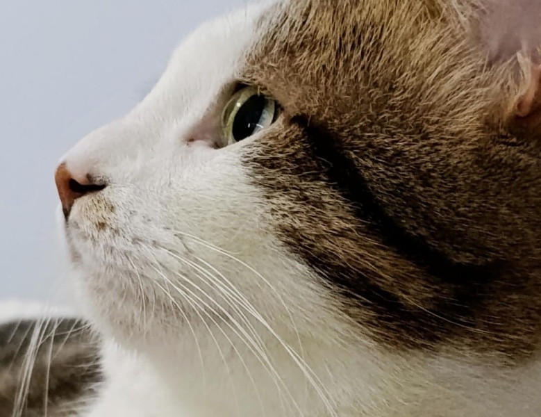 European Shorthair, Kedi  paşa fotoğrafı