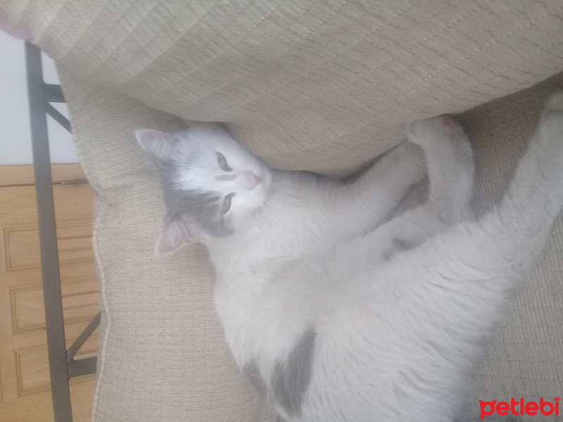 Ankara Kedisi, Kedi  Minnak fotoğrafı