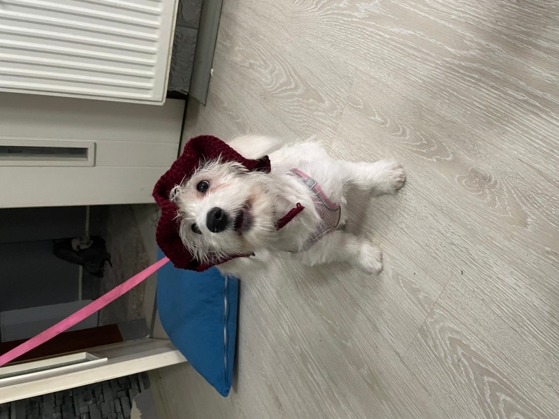 Maltese, Köpek  lilya fotoğrafı