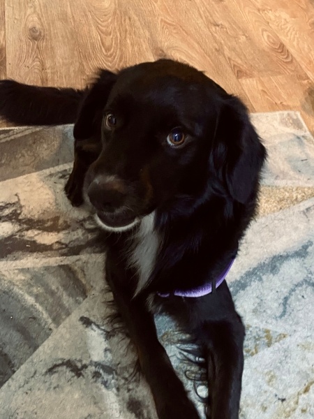 Sokö (Sokak Köpeği), Köpek  zeytin fotoğrafı