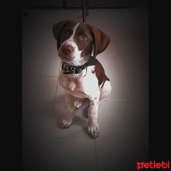 Pointer, Köpek  Mary fotoğrafı