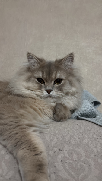 British Longhair, Kedi  Bella fotoğrafı