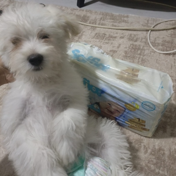 Maltese, Köpek  Ugii fotoğrafı
