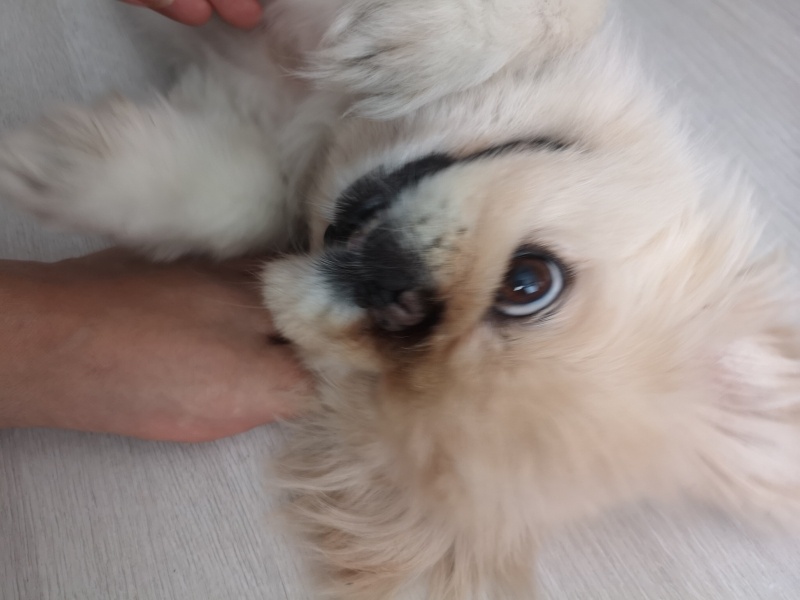 Pekingese, Köpek  Betty fotoğrafı