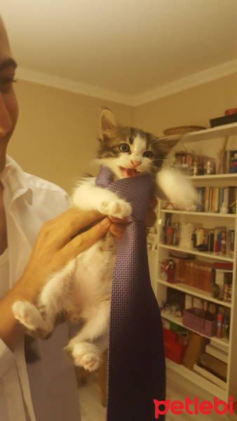 Tekir Kedi, Kedi  Kozmos fotoğrafı