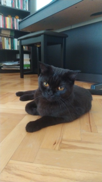 British Shorthair, Kedi  Rıfkı fotoğrafı