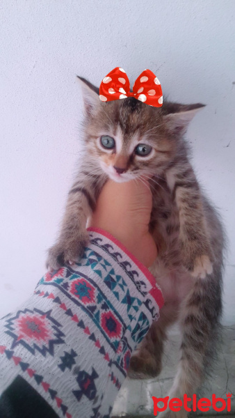 Tekir Kedi, Kedi  tekir fotoğrafı