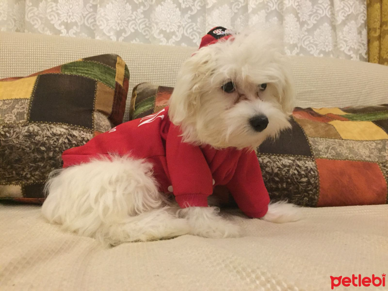 Maltese, Köpek  Poncik fotoğrafı