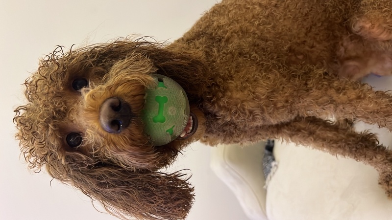 Poodle(Standart Kaniş), Köpek  Moti fotoğrafı
