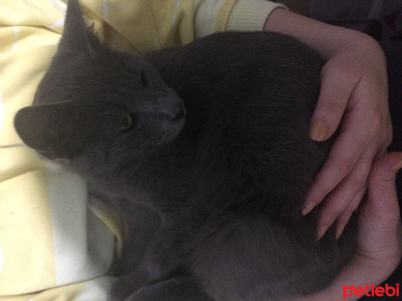 Mavi Rus, Kedi  pisican fotoğrafı