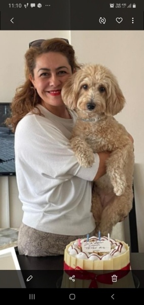 Poodle (Minyatür Kaniş), Köpek  Peti fotoğrafı