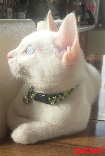 Van Kedisi, Kedi  Minoş fotoğrafı