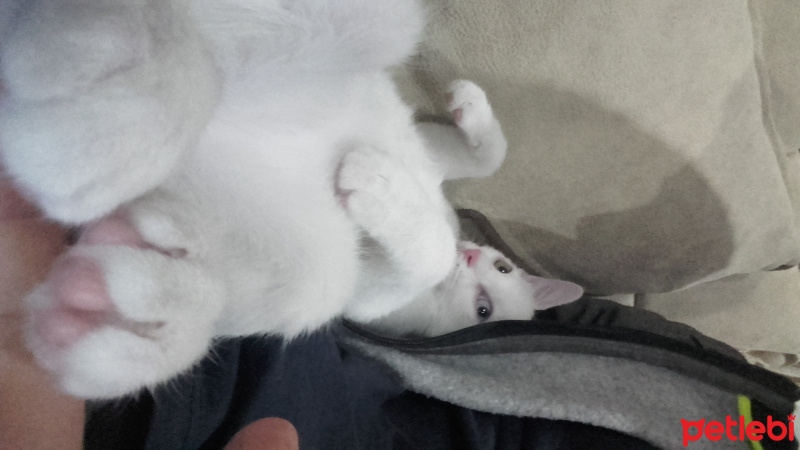 Van Kedisi, Kedi  Minoş fotoğrafı