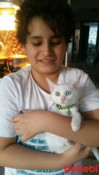 Van Kedisi, Kedi  Minoş fotoğrafı