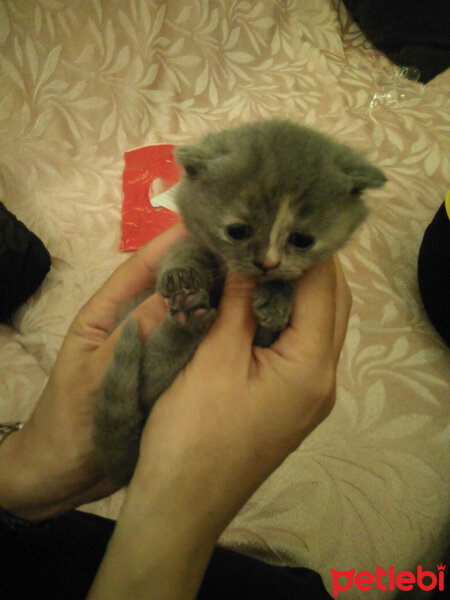 British Shorthair, Kedi  Rita fotoğrafı