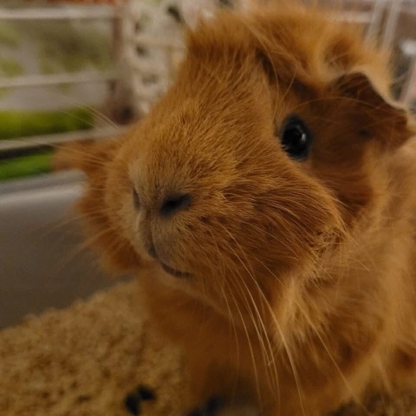 Guinea Pig, Kemirgen  Tarçın fotoğrafı