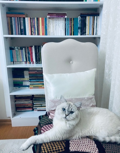 British Longhair, Kedi  Beyoğlu fotoğrafı
