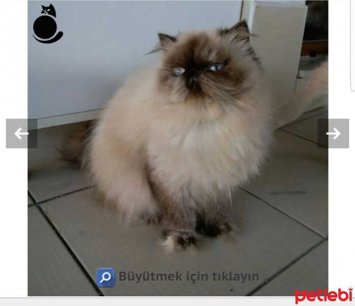 Himalayan, Kedi  Etna fotoğrafı