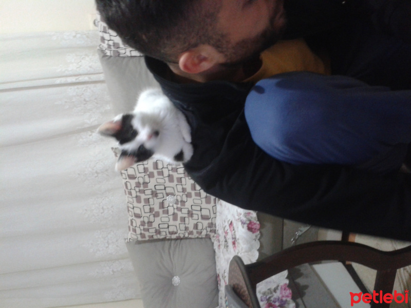 Tekir Kedi, Kedi  Maskeli fotoğrafı