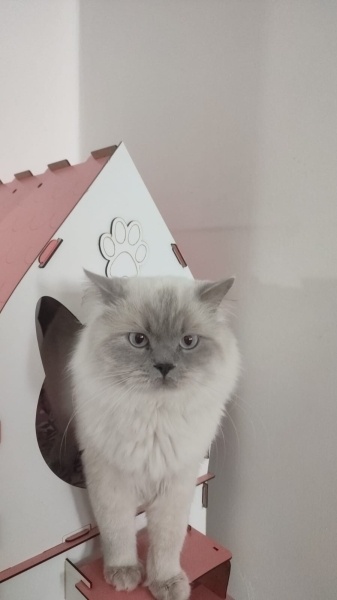 British Longhair, Kedi  Duman fotoğrafı