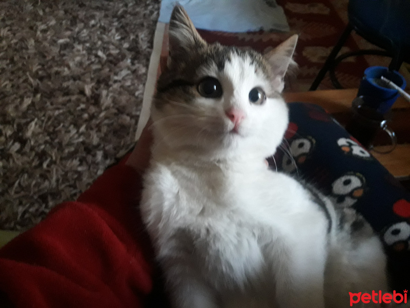Soke, Kedi  Pamuk fotoğrafı