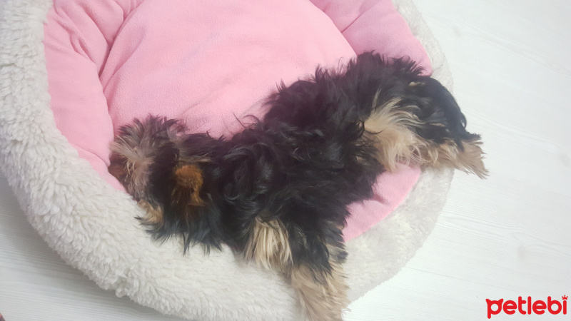 Yorkshire Terrier, Köpek  Lili fotoğrafı