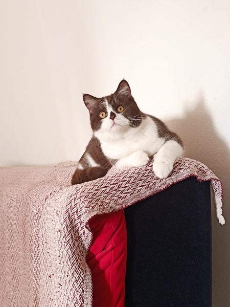 British Shorthair, Kedi  Pars fotoğrafı