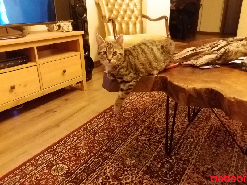 American Shorthair, Kedi  Geriz fotoğrafı