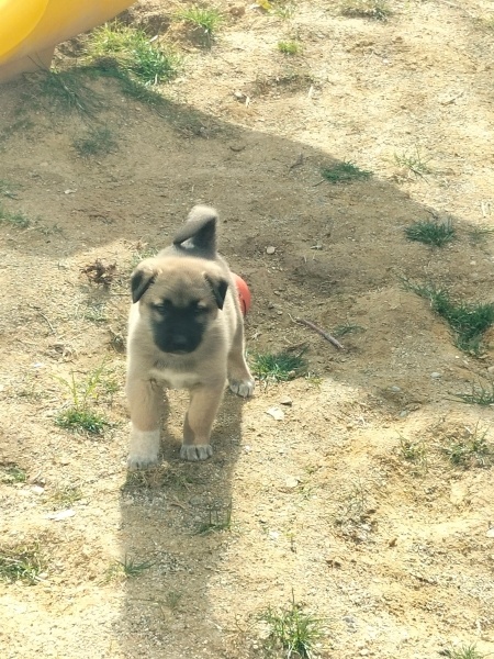 Kangal, Köpek  Akman fotoğrafı